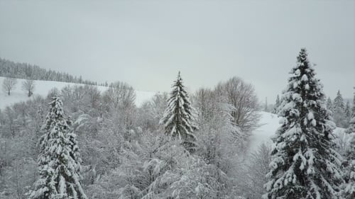 Aerial View of Winter Mountains Covered with Pine Trees. Low Flight Over Snowy Spruce Forest