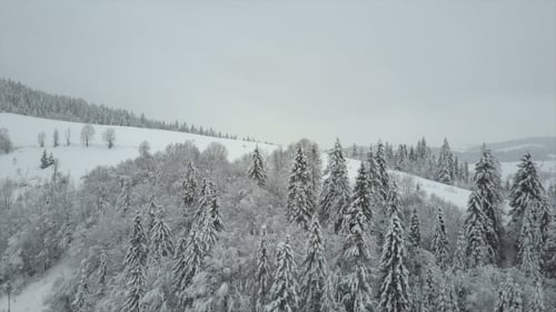 Winter Mountains Covered with Pine Trees. Low Flight Over Snowy Spruce Forest.