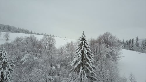 Aerial View of Winter Mountains Covered with Pine Trees. Low Flight Over Snowy Spruce Forest. Beauty