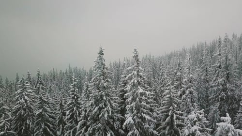 Snowy Spruce Forest in Winter Mountain Forest in Winter Whit Faling Snow