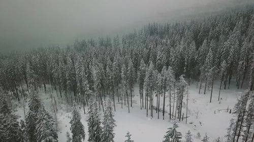 Flight Over Snowy Spruce Mountain Forest in Winter Whit Faling Snow