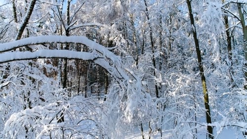 Schneebedeckte Zweige im Wald Wintermärchen-Hintergrund