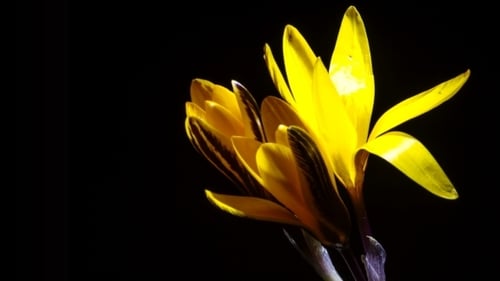 Yellow Flowers Blooming in a Close Up Time Lapse