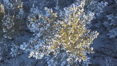 Luftüberführung: Schneebedeckte Kiefern