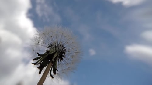 Dandelion Seen From the Ground