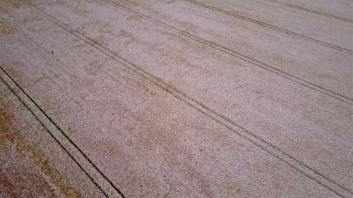 Aerial Shot of Ripe Wheat Ready for the Harvest