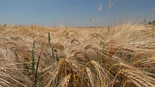 Golden Wheat Field Swaying in the Breeze