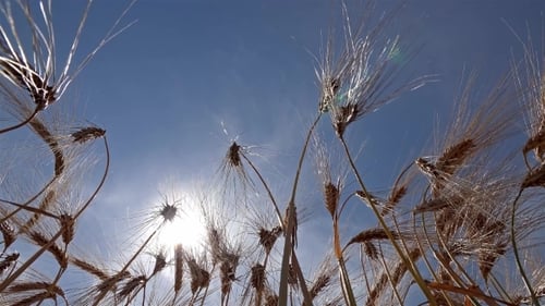 Ripe Wheat Ready for the Harvest