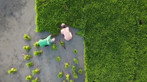 Farmers Planting Rice Seedlings in the Paddy Field