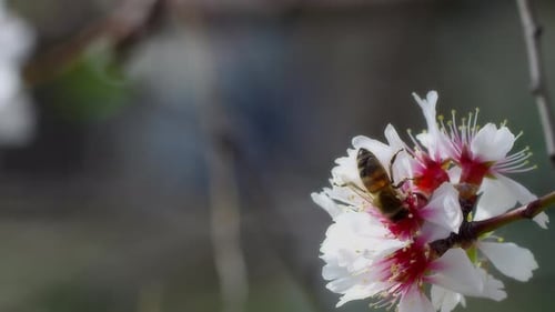 Bee Pollinating White Flower in Springtime