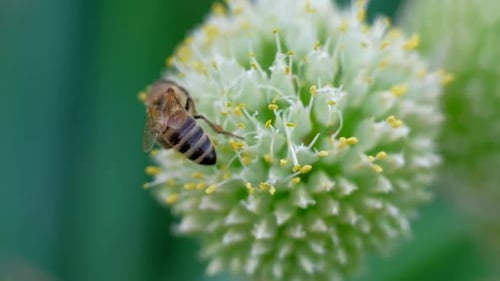 Macro Footage Biene und Blume