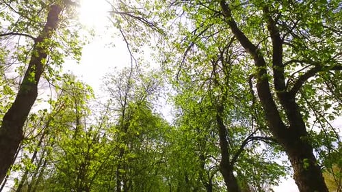 Towering Trees with Sunlight Streaming Through Leaves