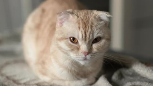 Peach Colored Scottish Fold Cat Resting Indoors