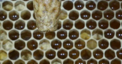 951099 European Honey Bee, apis mellifera, Emergence of a Queen, Bee Hive in Normandy, Real Time 4K