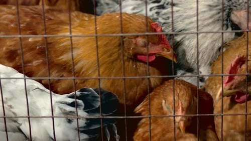 Chickens in a Crowded Factory Farm