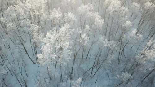 Aerial View of Winter Forest with Snow and Frost