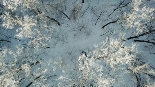 Aerial View of Winter Forest with Snow and Frost