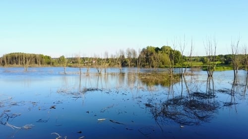 Flooded Trees in Rural Landscape During Daytime