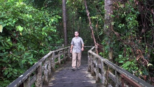 Male Tourist Walking in Rainforest Park