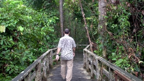Male Tourist Walking in Rainforest Park