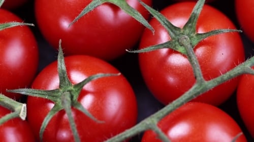 Ripe Cherry Tomatoes on Black Background