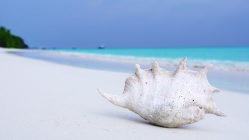 Coquillage sur la plage de sable des Maldives