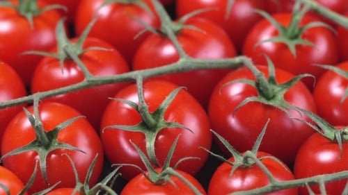 Reife Kirschtomaten auf schwarzem Hintergrund