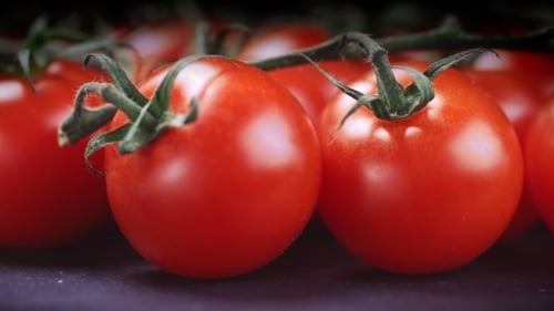 Fresh Vine Cherry Tomatoes in a Close Up Shot