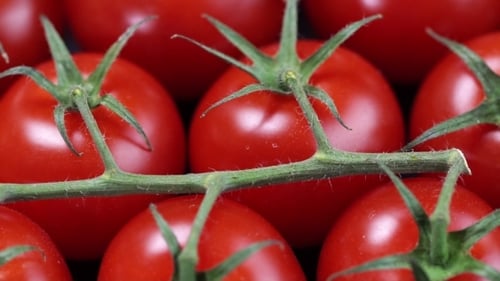 Close Up of Red Tomatoes with Green Stems