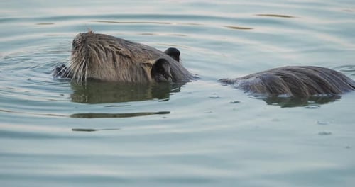Coypu, Myocastor coypus, Camargue, Okzitanien, Frankreich