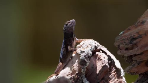 Lagarto tropical americano en el Caribe respirando en cámara superlenta