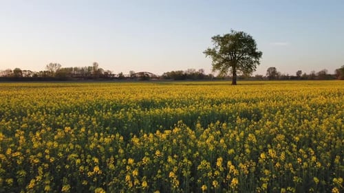 Grand arbre dans un champ de colza en fleurs