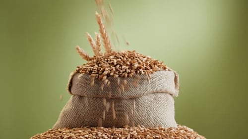 Malt Grains Closeup