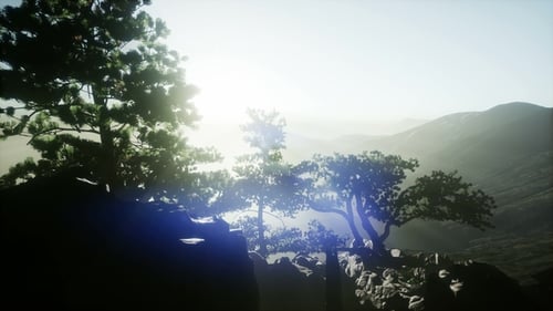 Sun Beams Through Trees