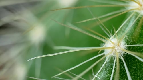 Green Cactus with Needles