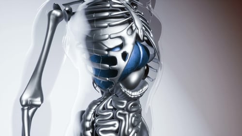 Animated 3D Human Torso with Internal Organs Scan