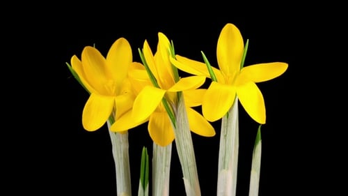 Gelbe Krokusblüte blüht