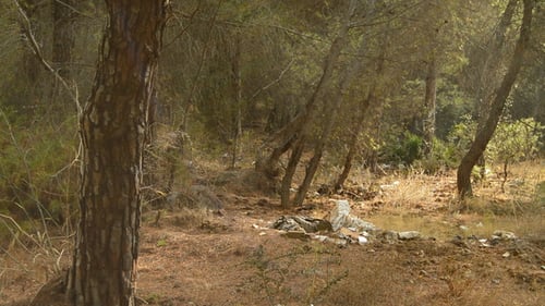 Des déchets dans la forêt