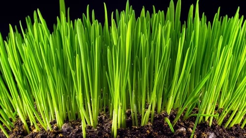 Growth of Fresh New Green Grass