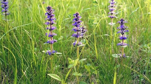 Beautiful Summer Field with Blue Flowers