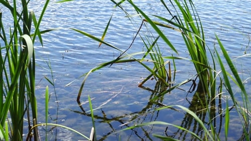 Forest Lake at Beautiful Day