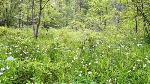 Calm Morning in Forest Glade. Wild Forest at Beautiful Morning