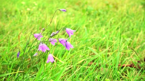Beautiful Summer Field with Blue Flowers, Bell Flowers