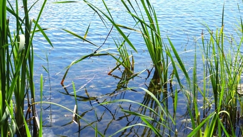 Waldsee am schönen Tag