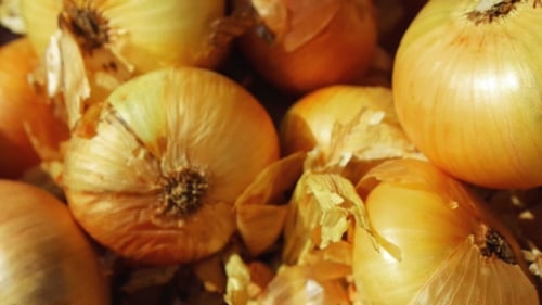 Onion. Hand Puts One