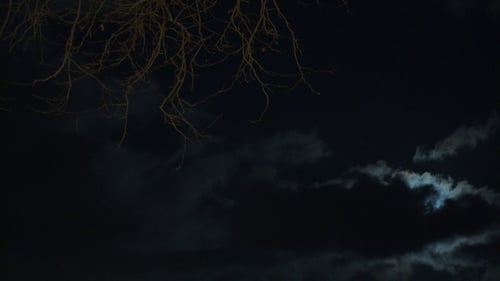 Forest, Full Moon and Night Sky, Real Time
