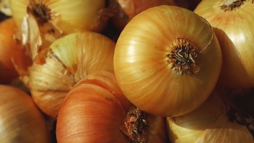 Onion Hand Takes One