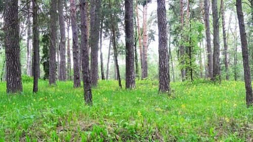 Beautiful Spring Forest and Yellow Flowers