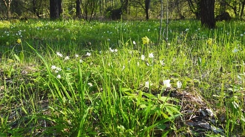 White and Yellow First Flowers in Spring Forest, Snowdrops