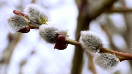 Ast mit Knospen-Hintergrund, Frühling